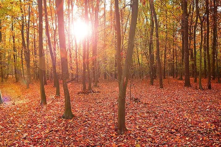 Nicht umsonst gibt es so viele Gedichte über den Herbst: Er ist ein wahres Farbenspektakel. Nicht umsonst gibt es so viele Gedichte über den Herbst: Er ist ein wahres Farbenspektakel.
